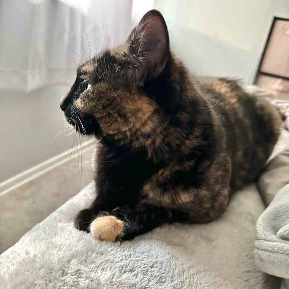 Meet your Posher, Samantha! - Picture 8 of 12